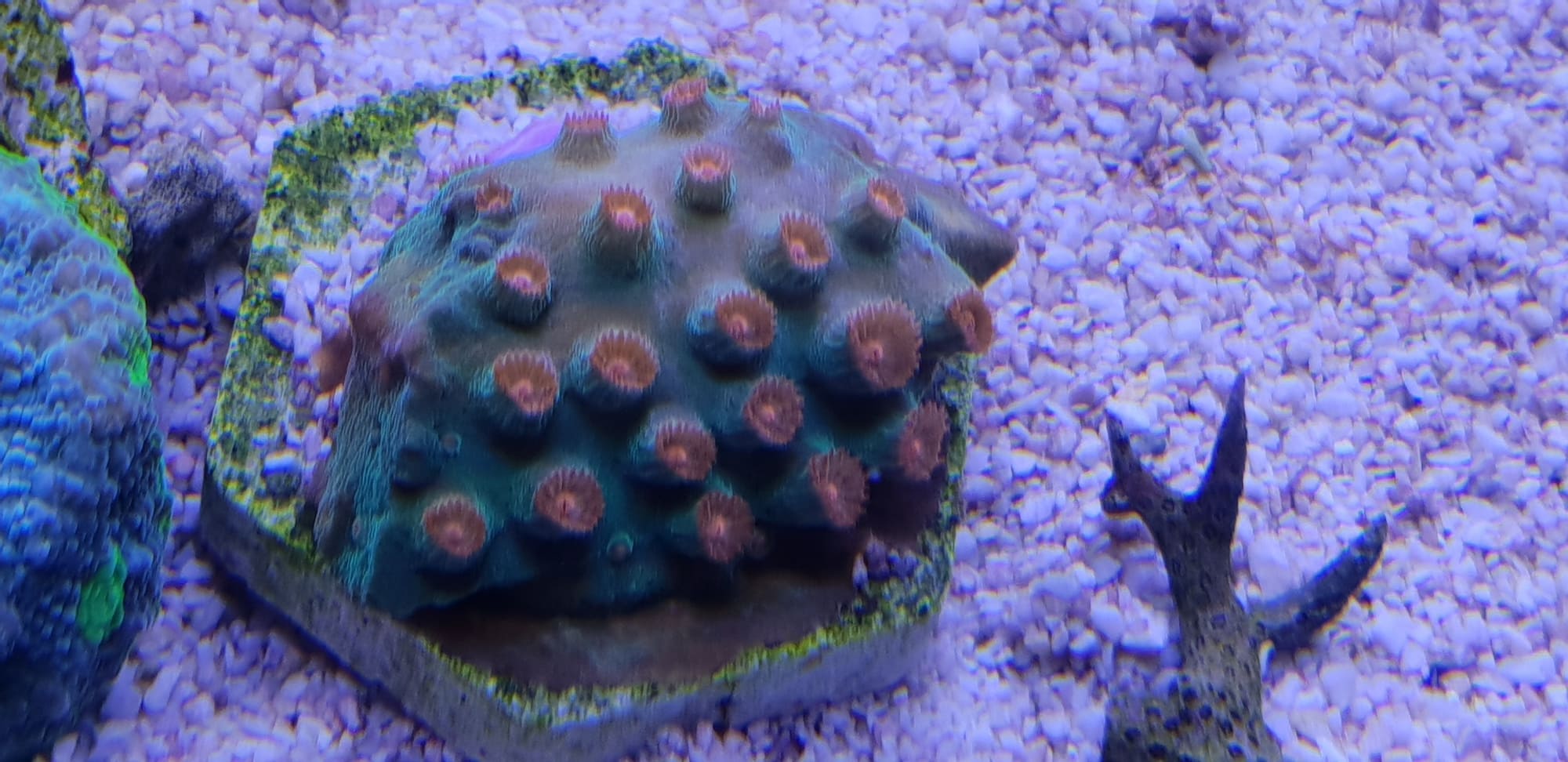 Lobophyllia ORANGE  (WYSIWYG Koralle)
