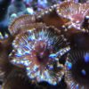 Zoa Paly blueberry Pie