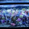 t5-coral-light-superblue-54-watt