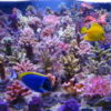 t5-coral-light-fiji-purple-80-w