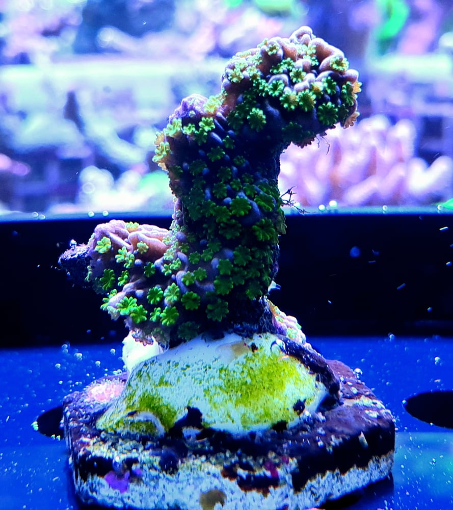 Acropora Table Coral