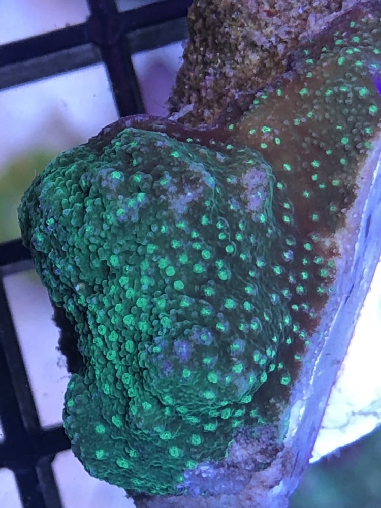 Montipora ULTRA White with Green