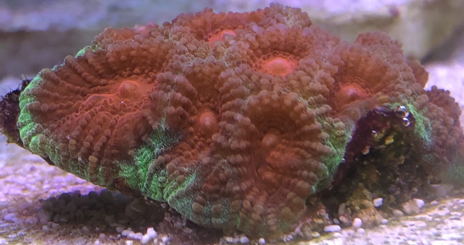 War coral Favia
