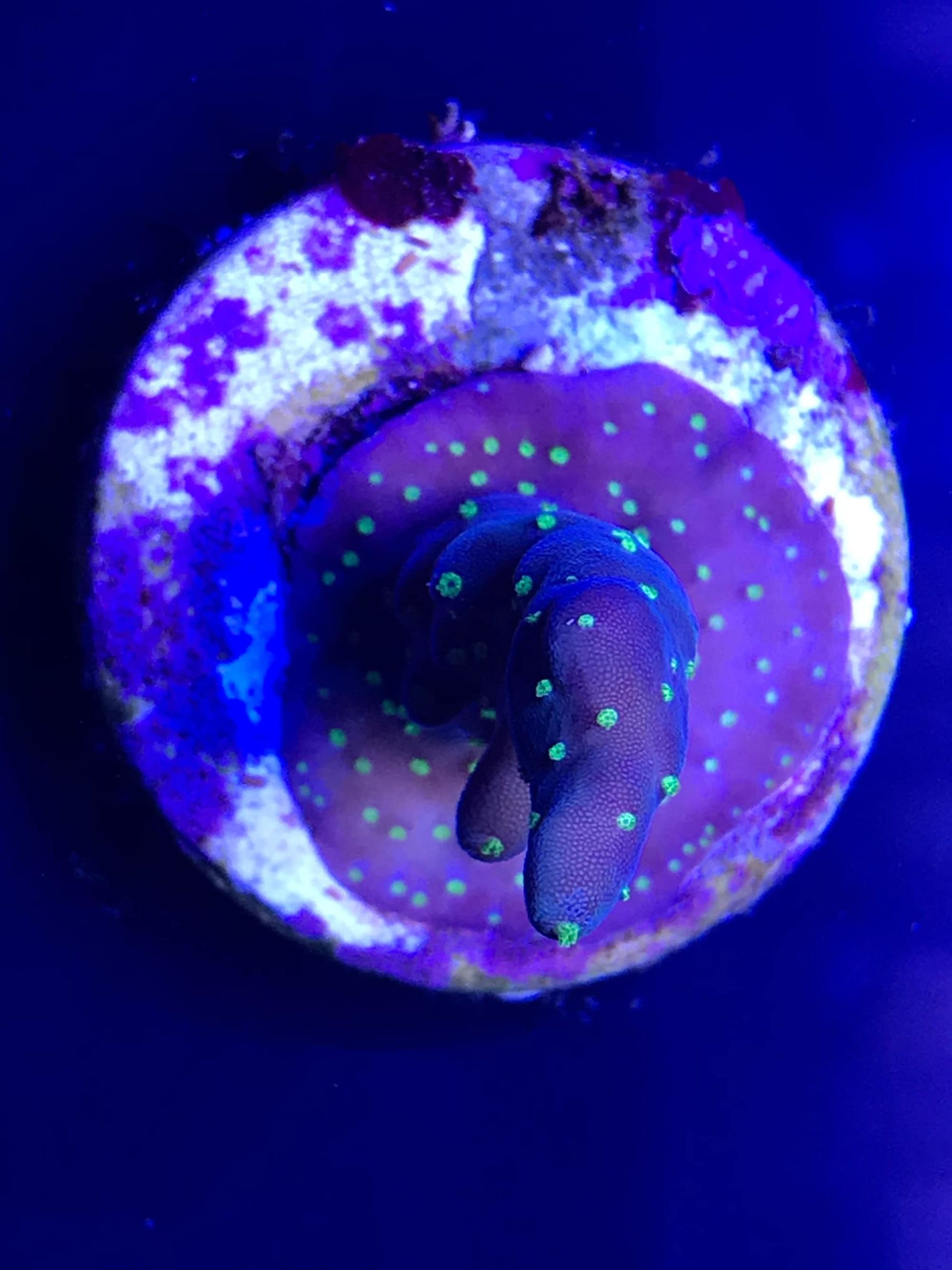 Acropora Purple Tricolor WYSIWYG