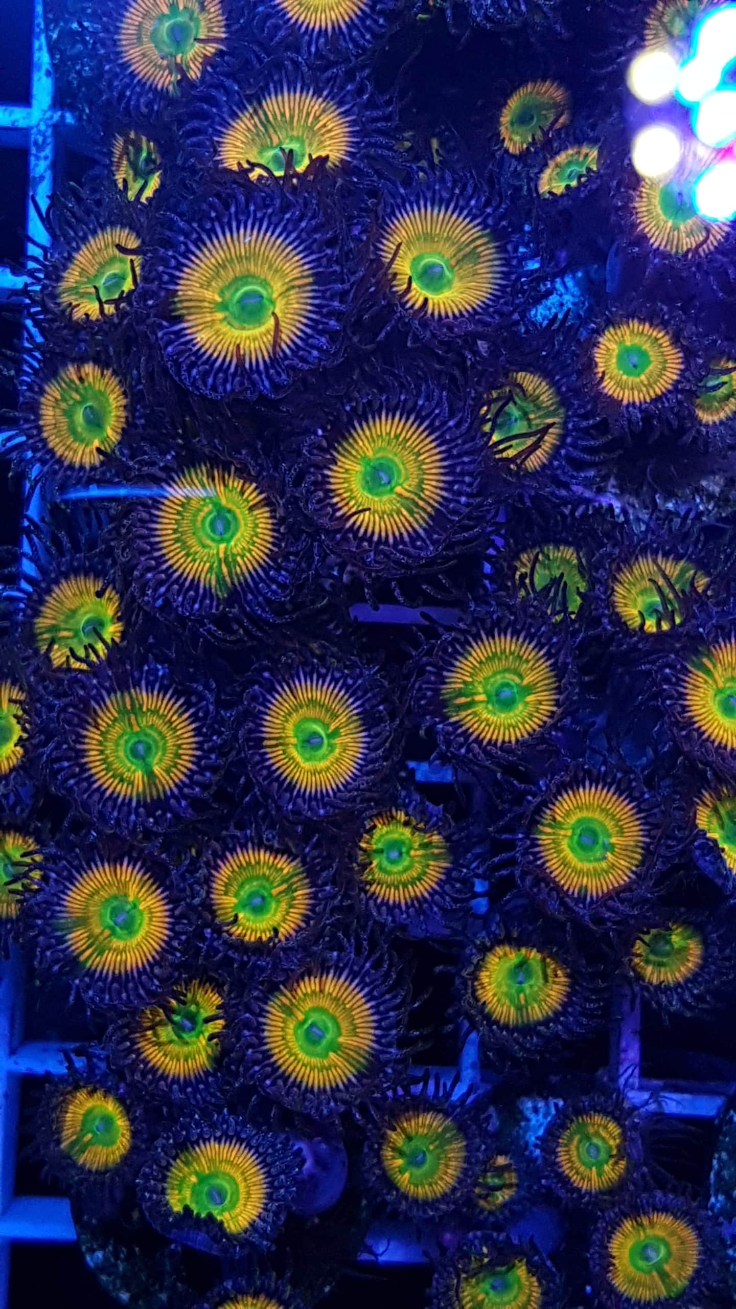 Zoa/Paly Utter Chaos mind 5 Polypen