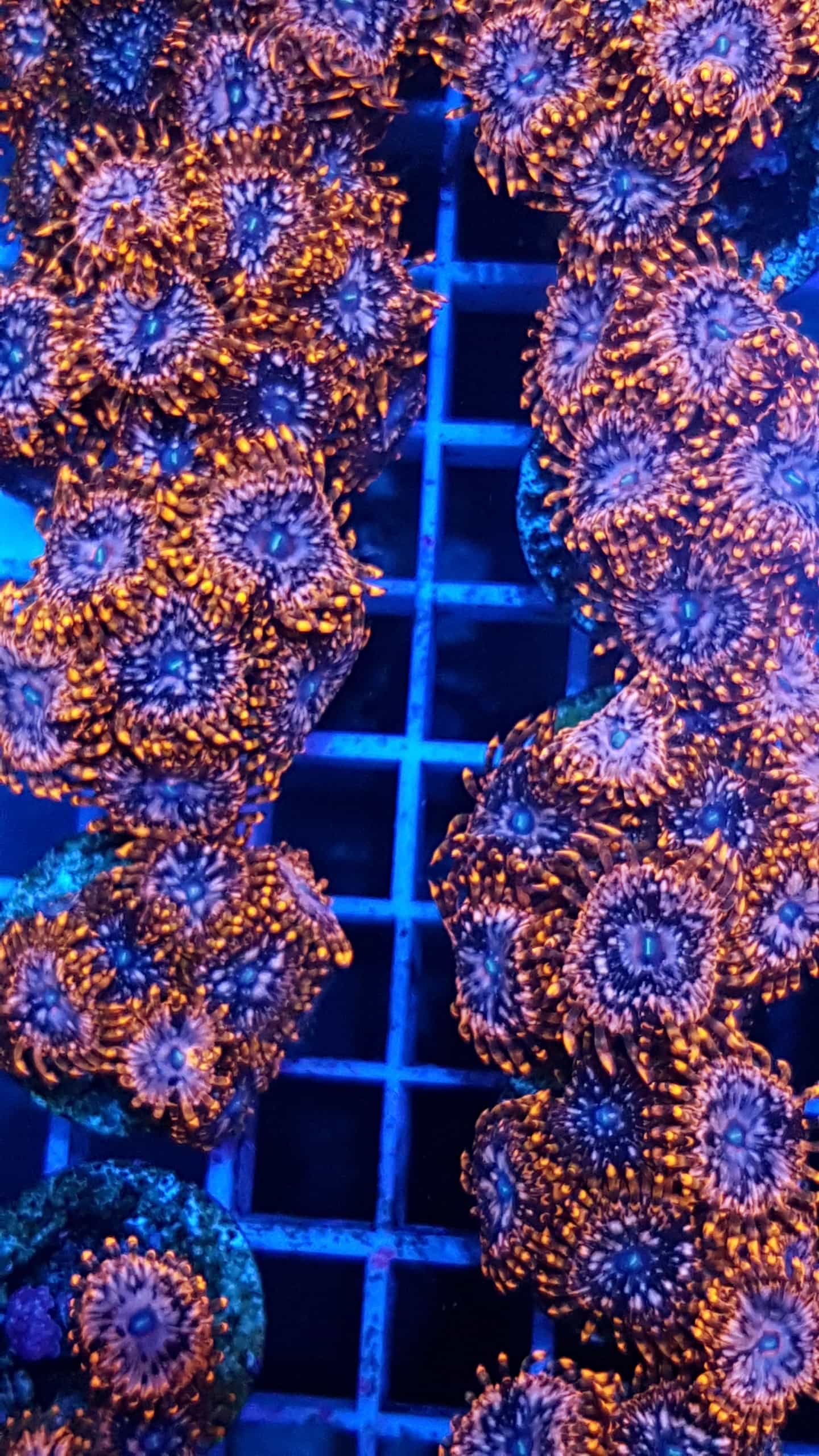 Zoa/Paly Candy Apple mind 5 Polypen