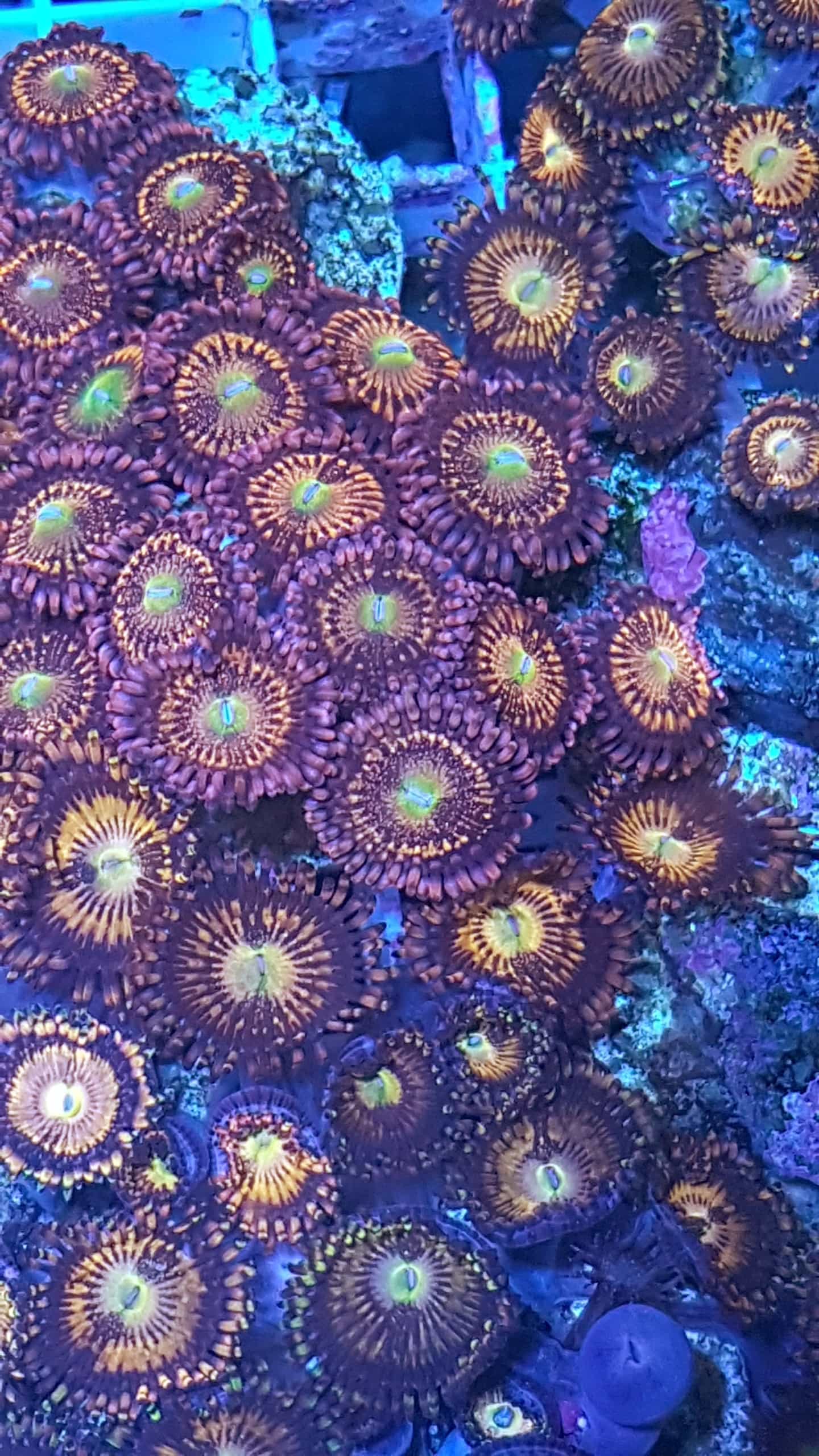 Zoa/Paly Rainbow Incerator mind 4 Polypen