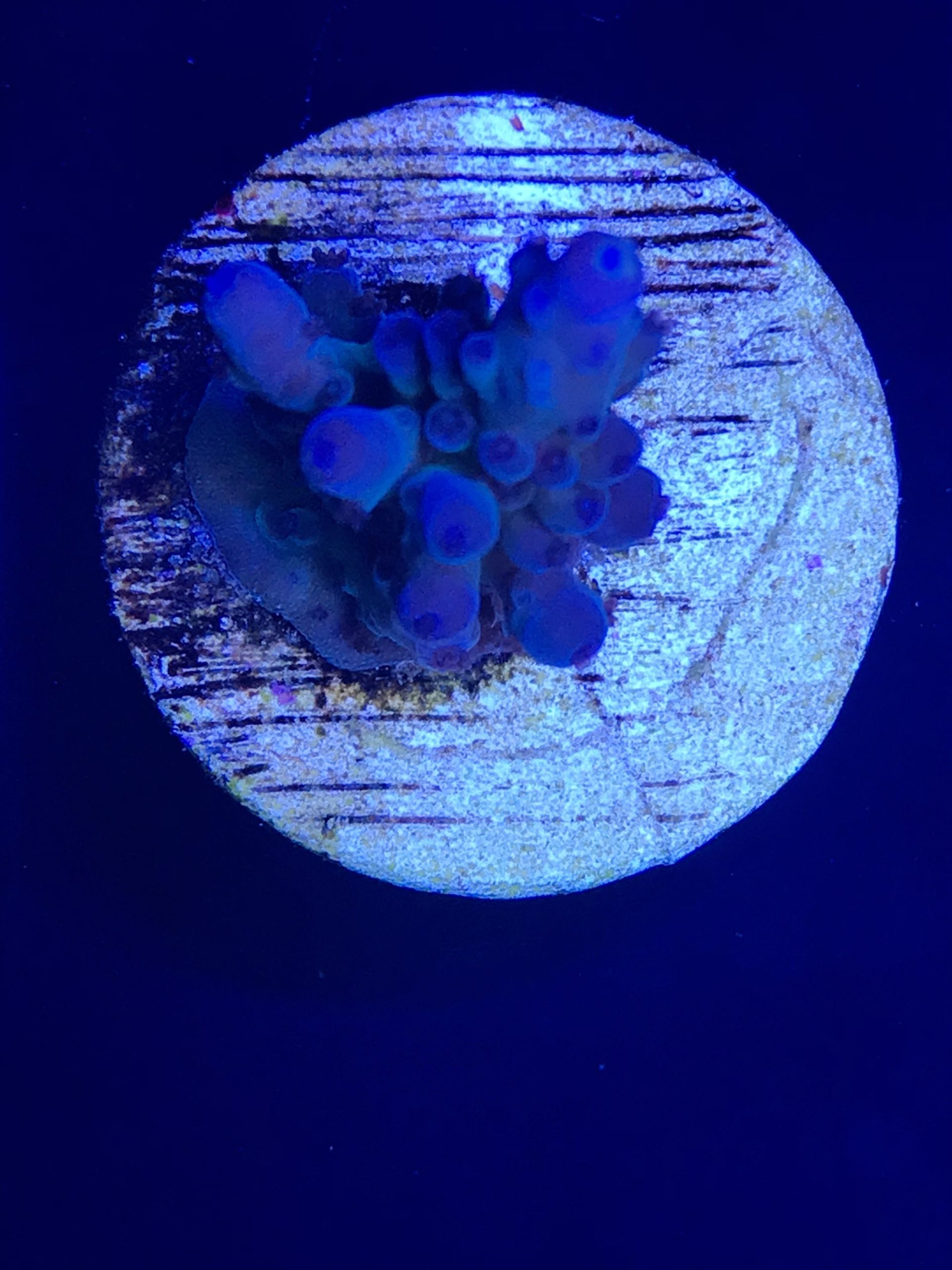 Acropora Blue Purple WYSIWYG