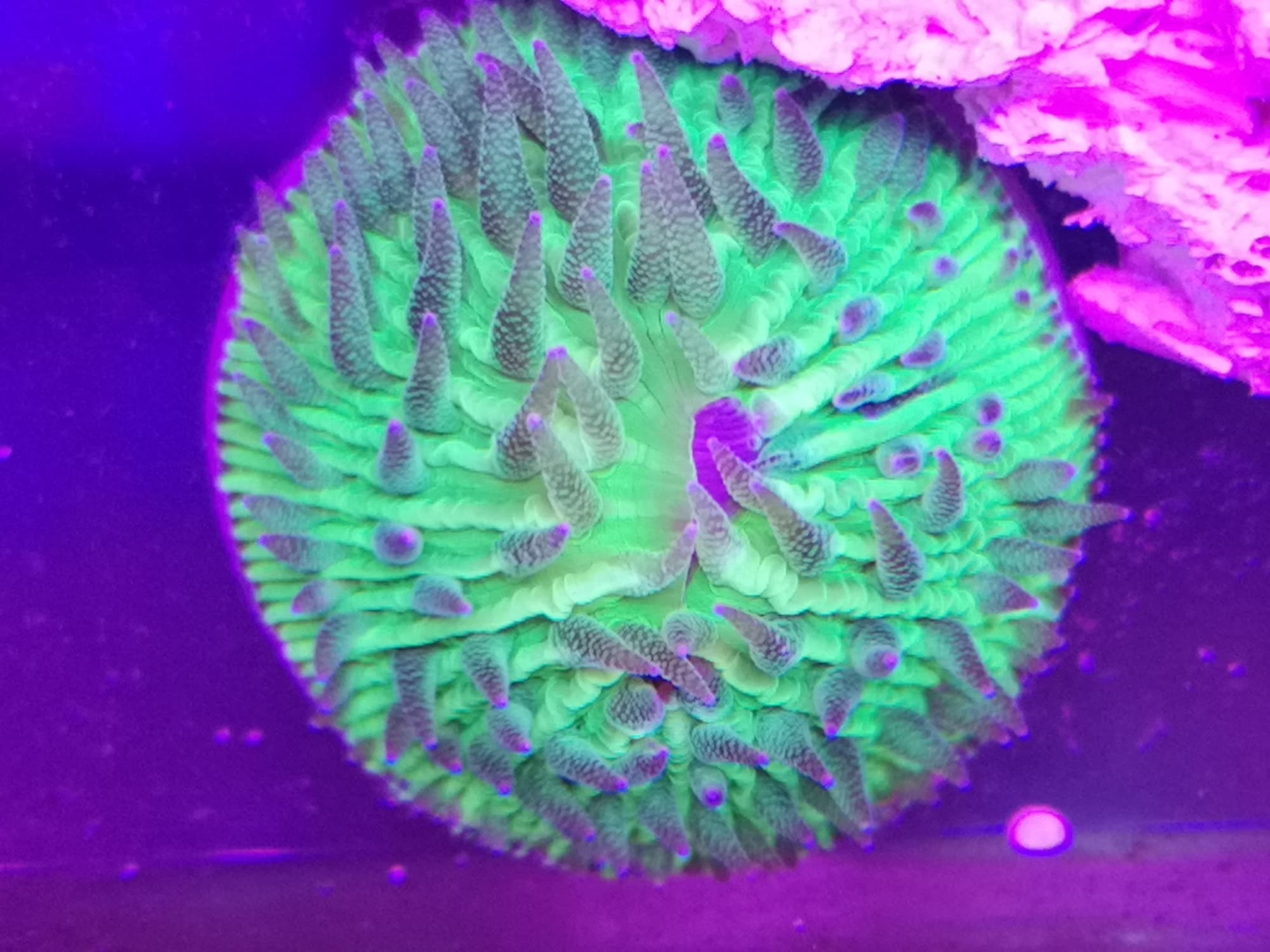 Verzending van koralen naar Nederland