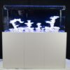 AP ReefTank 216 Exclusiv - 60x60x60 cm Poolbecken mit Unterschrank, Royal Dreambox, Technik und ReefLight LED