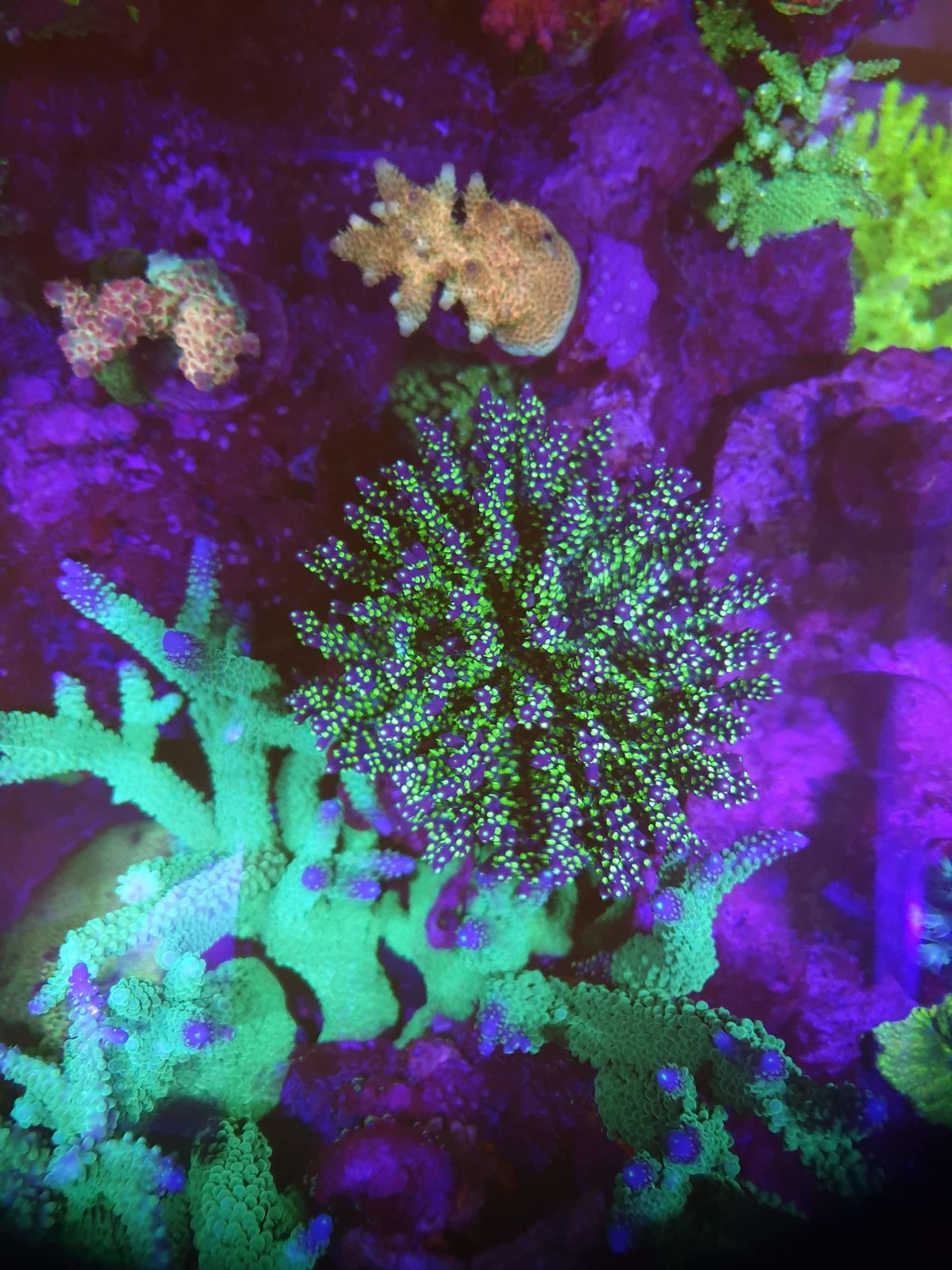 koraal droom
