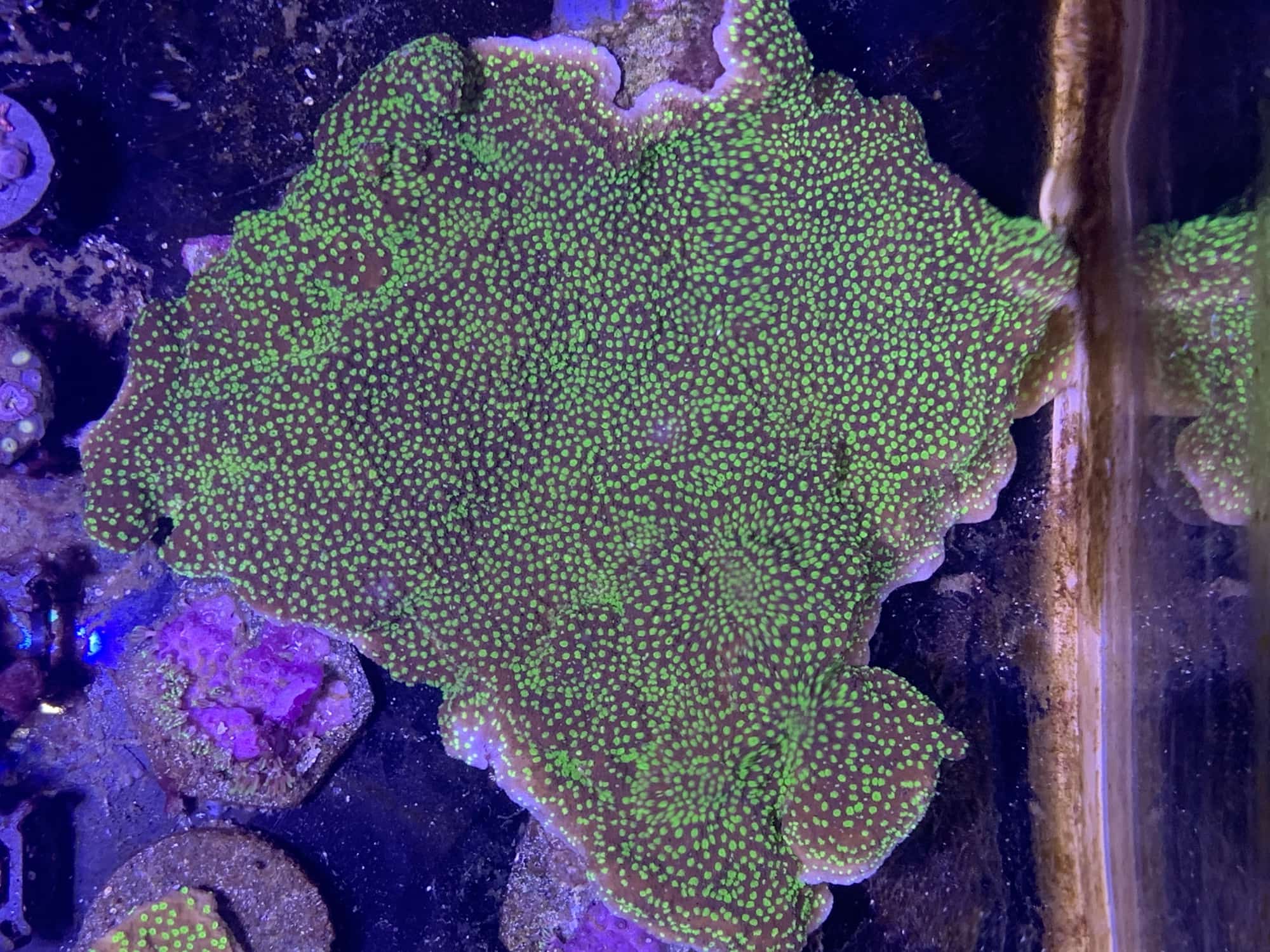 Grafted Montipora