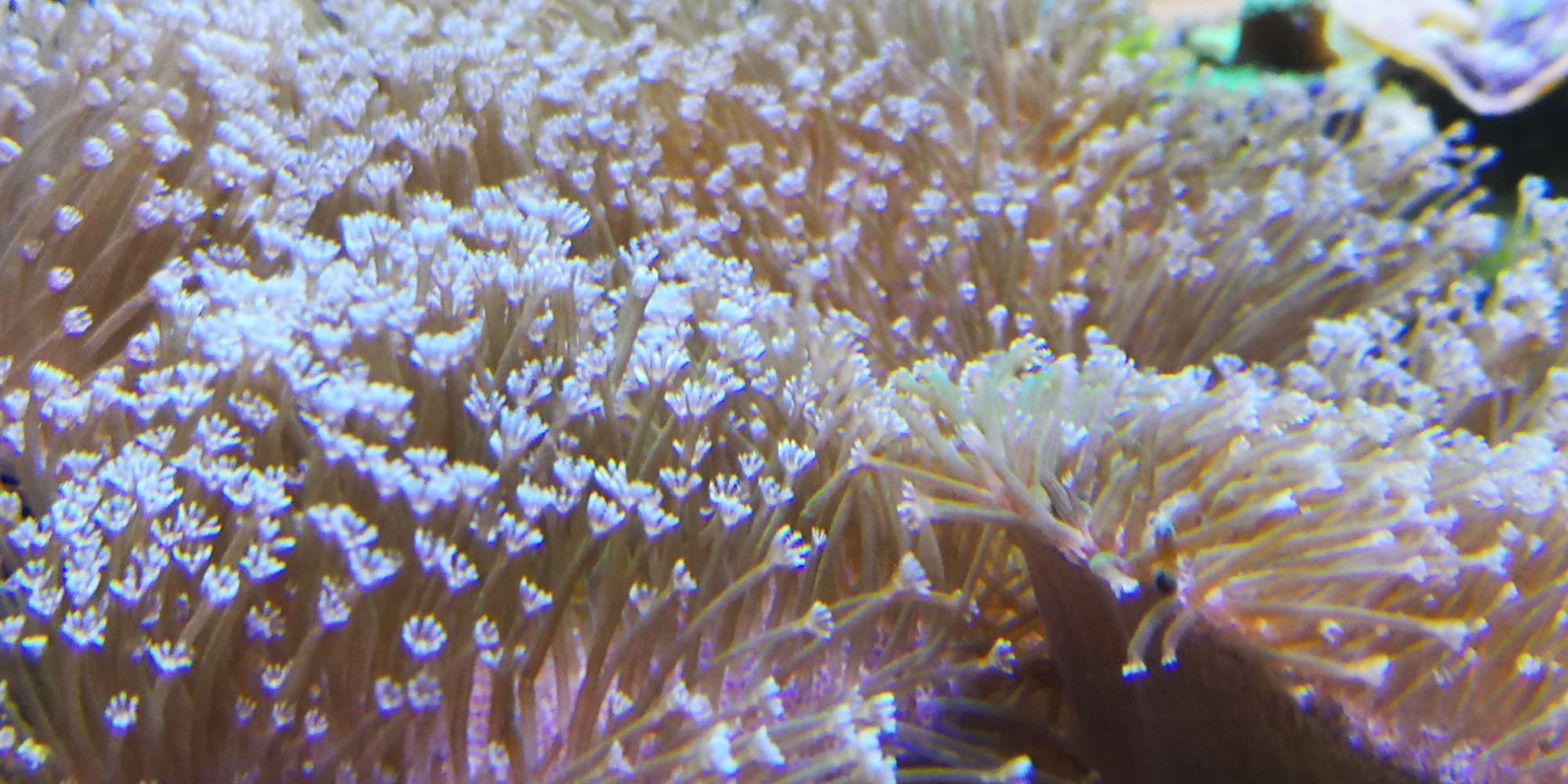 leer koraal