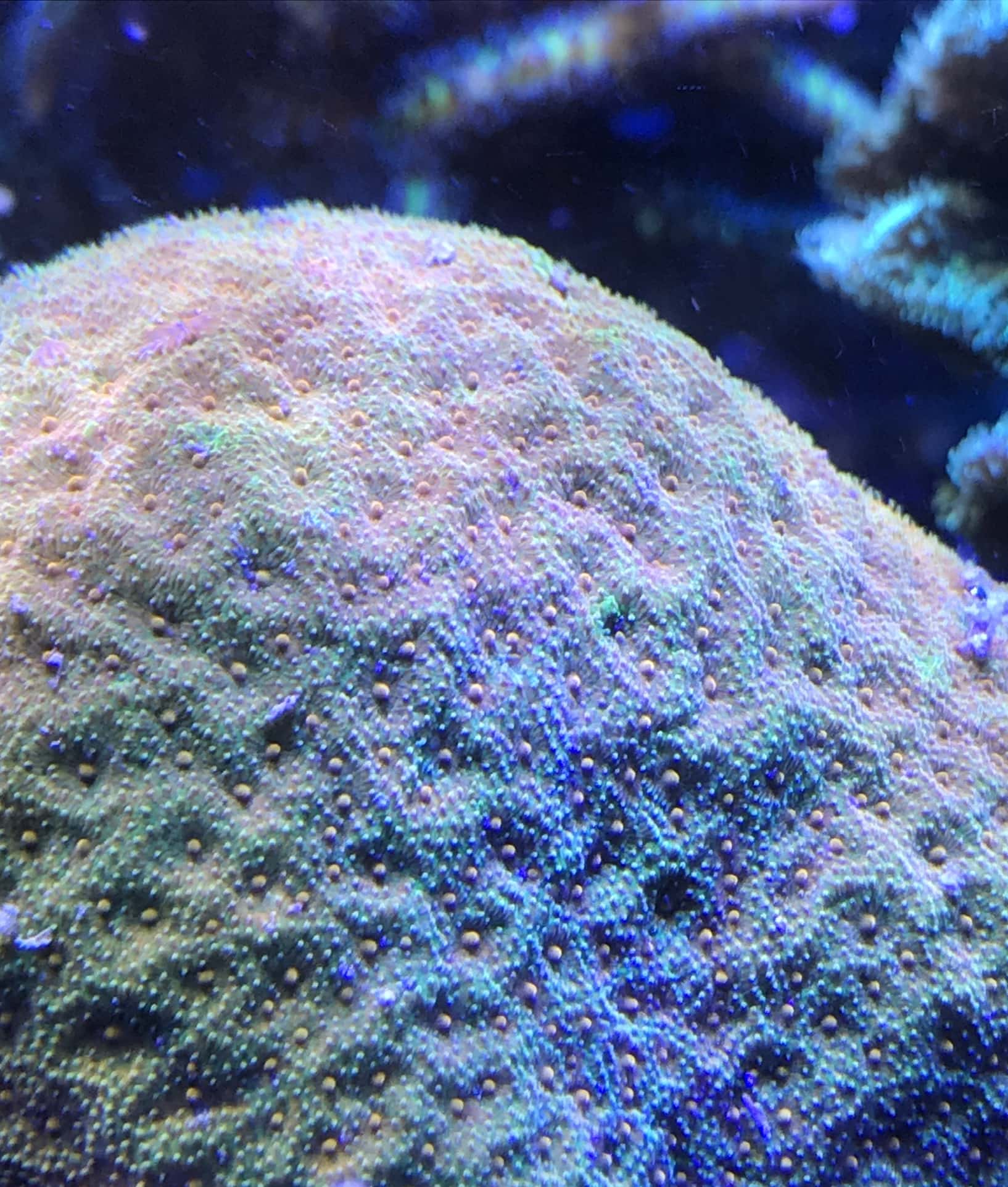 International shipping of corals