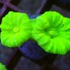 Caulastrea furcata Mint grün (WYSIWYG)