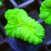 Caulastraea furcata neon grün