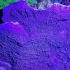 Montipora danae Pink / Purple Polyp L - WYSIWYG