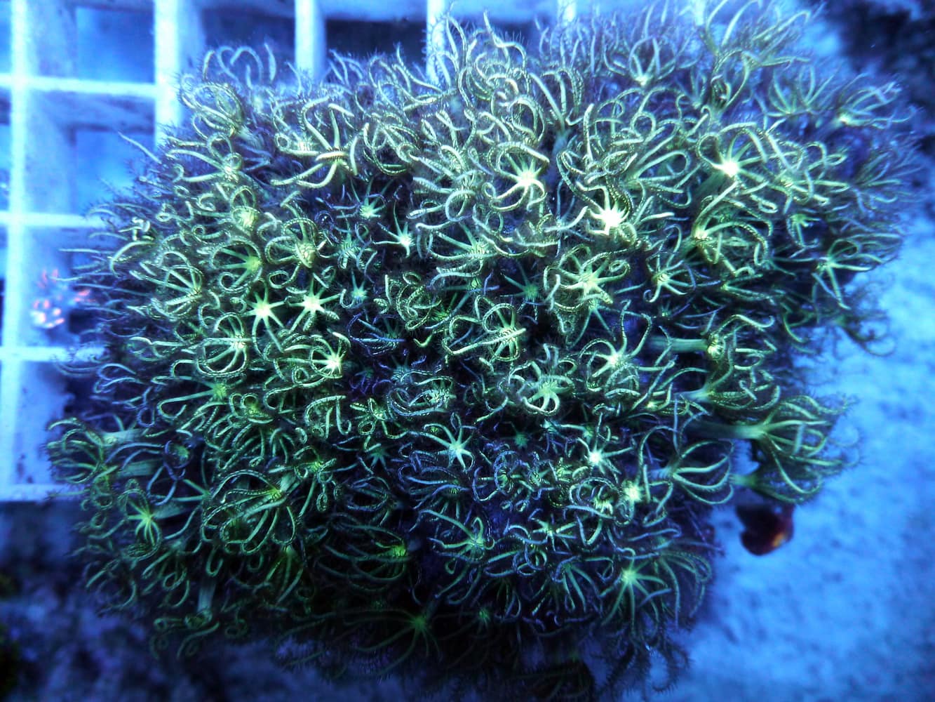 Clavularia viridis tricolor, Röhrenkoralle