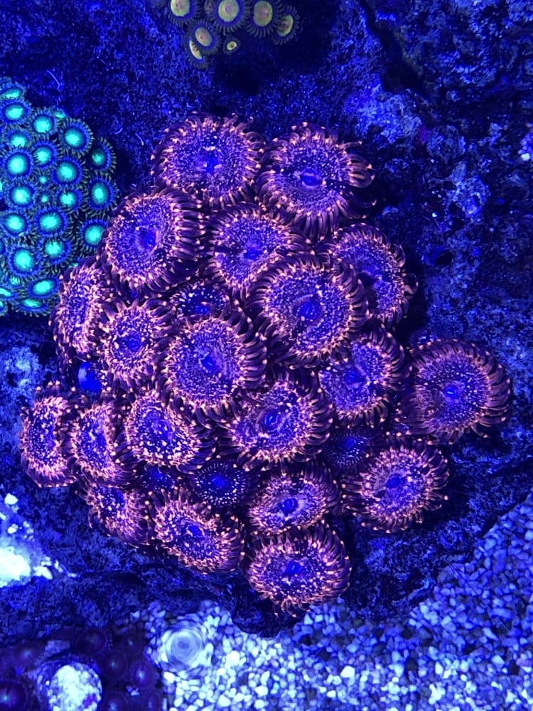 Black Orchid 1 Polyp