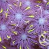 Clavularia (tricolor-YELLOW TIP) Röhrenkoralle „WYSIWYG“