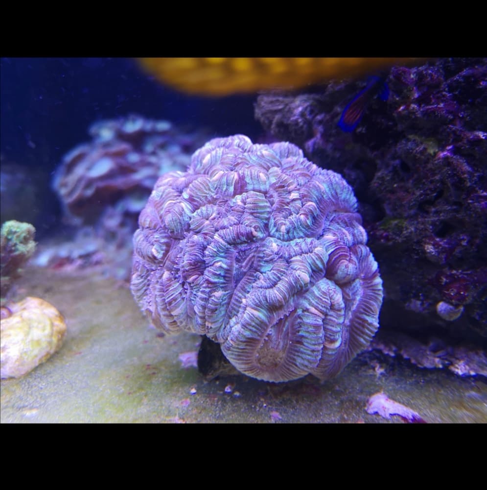 Acanthastrea lordhowensis ultra red striped