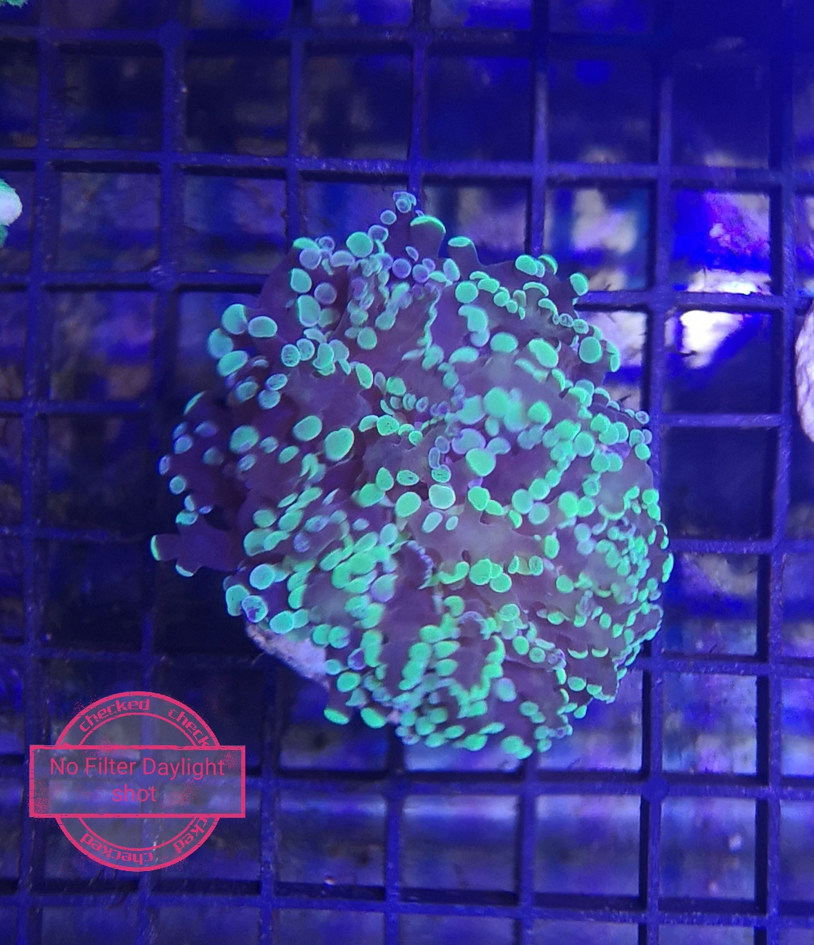 Goniopora Ultra Indo Red/Green