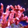 Montipora grafted