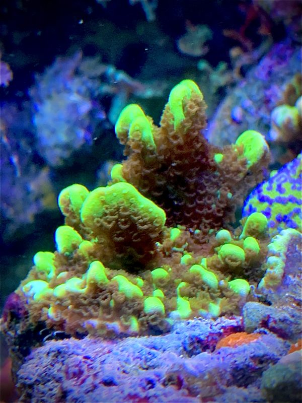 Koralle neon grün SPS confuse