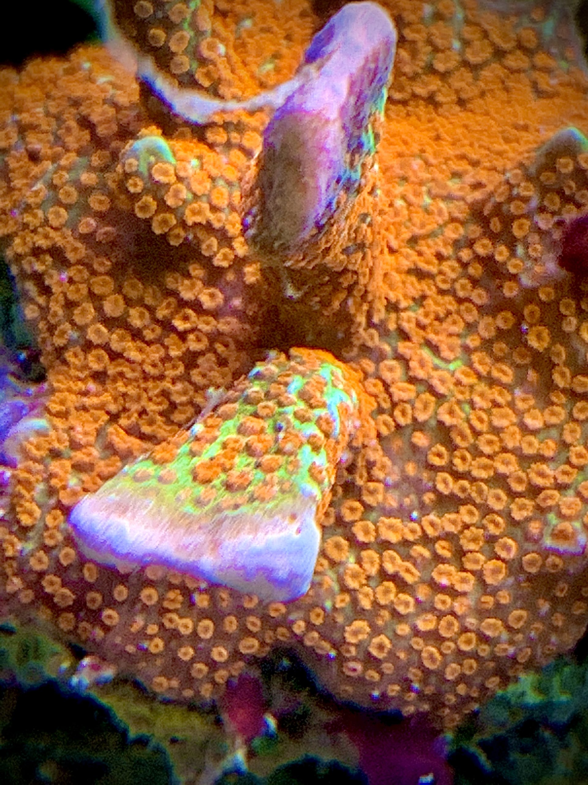 Montipora Forrest Fire Coral neon orange