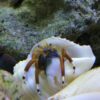 Ophiolepis superba gebänderter Schlangenseestern