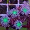 Sarcophyton Pilzlederkoralle Australien ultra-grüne Polypen