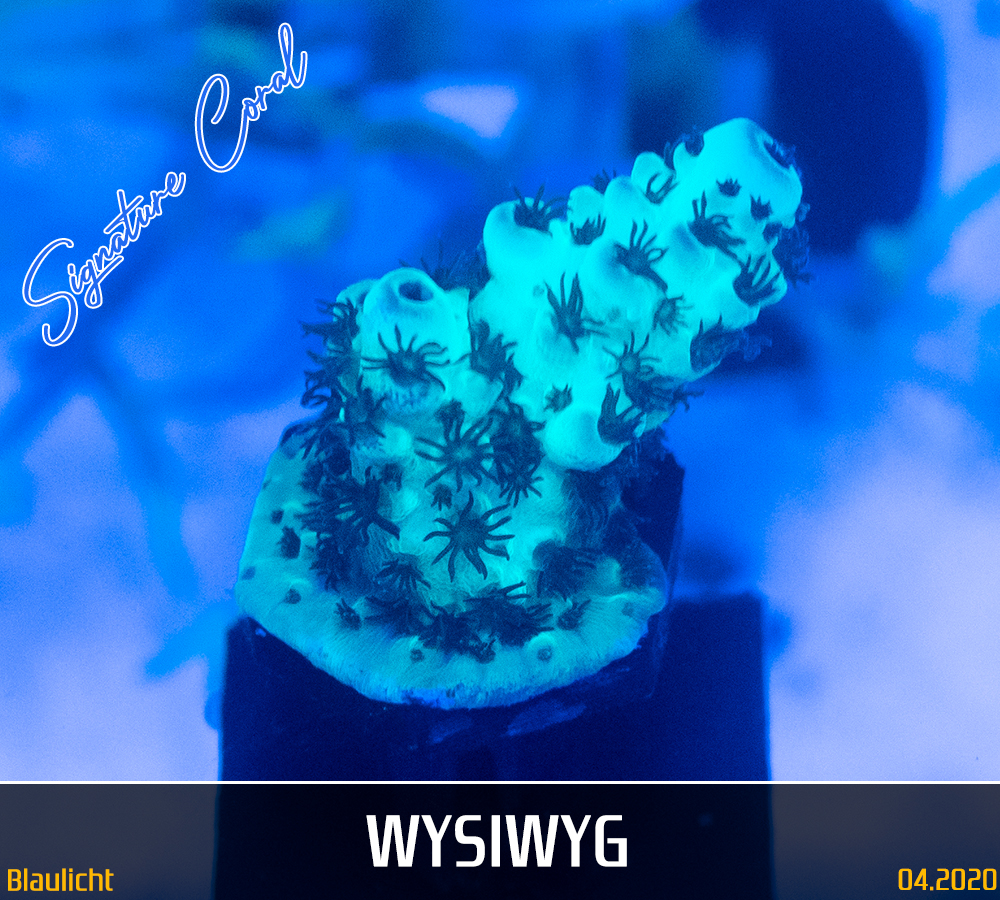 Acropora sarmentosa - WWC Cookie Monster