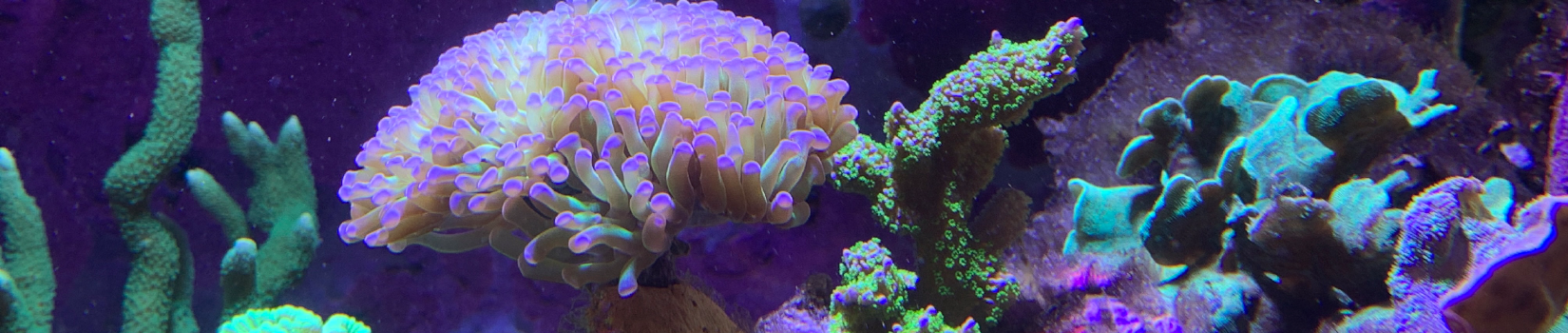 Engele-Corals