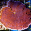 Montipora Platte lila, ca. 12 x 7 cm