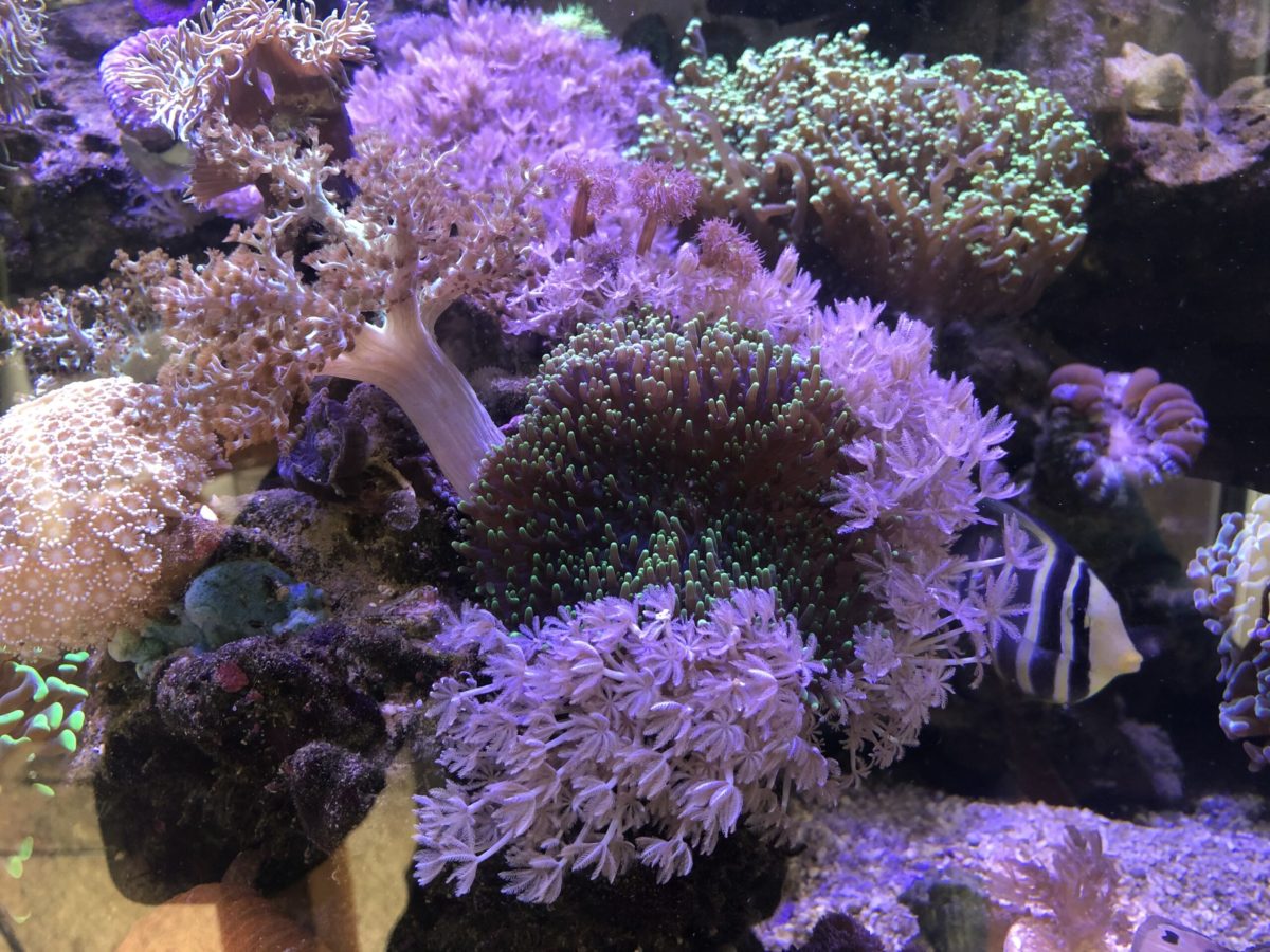 Xenia inmitten anderer Korallen und Anemonen