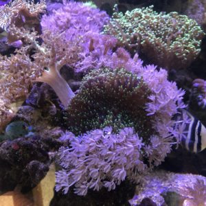 Xenia inmitten anderer Korallen und Anemonen
