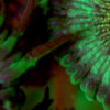 Zoanthus Krustenanemone ---- Grüner großer Kopf----