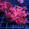 Korallenpaket Starterpaket
