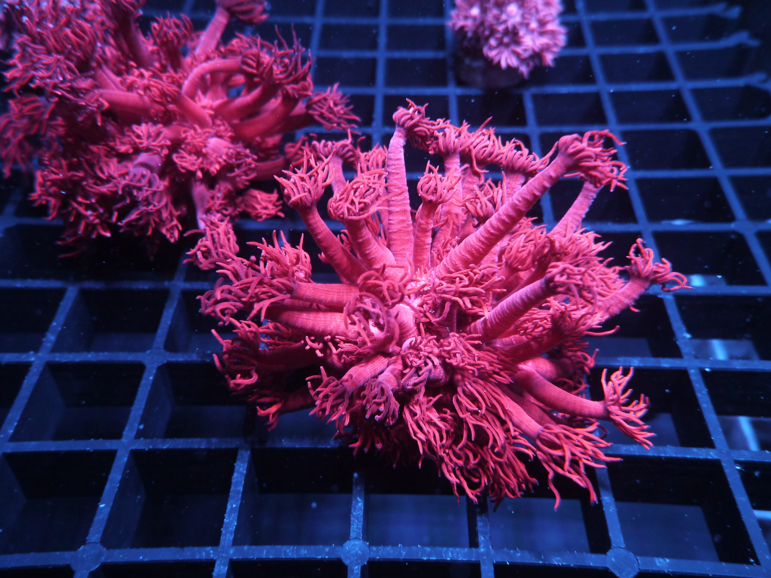 Korallenpaket Starterpaket