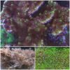 Pocillopora verrucosa - Purple Raspelkoralle WYSIWYG