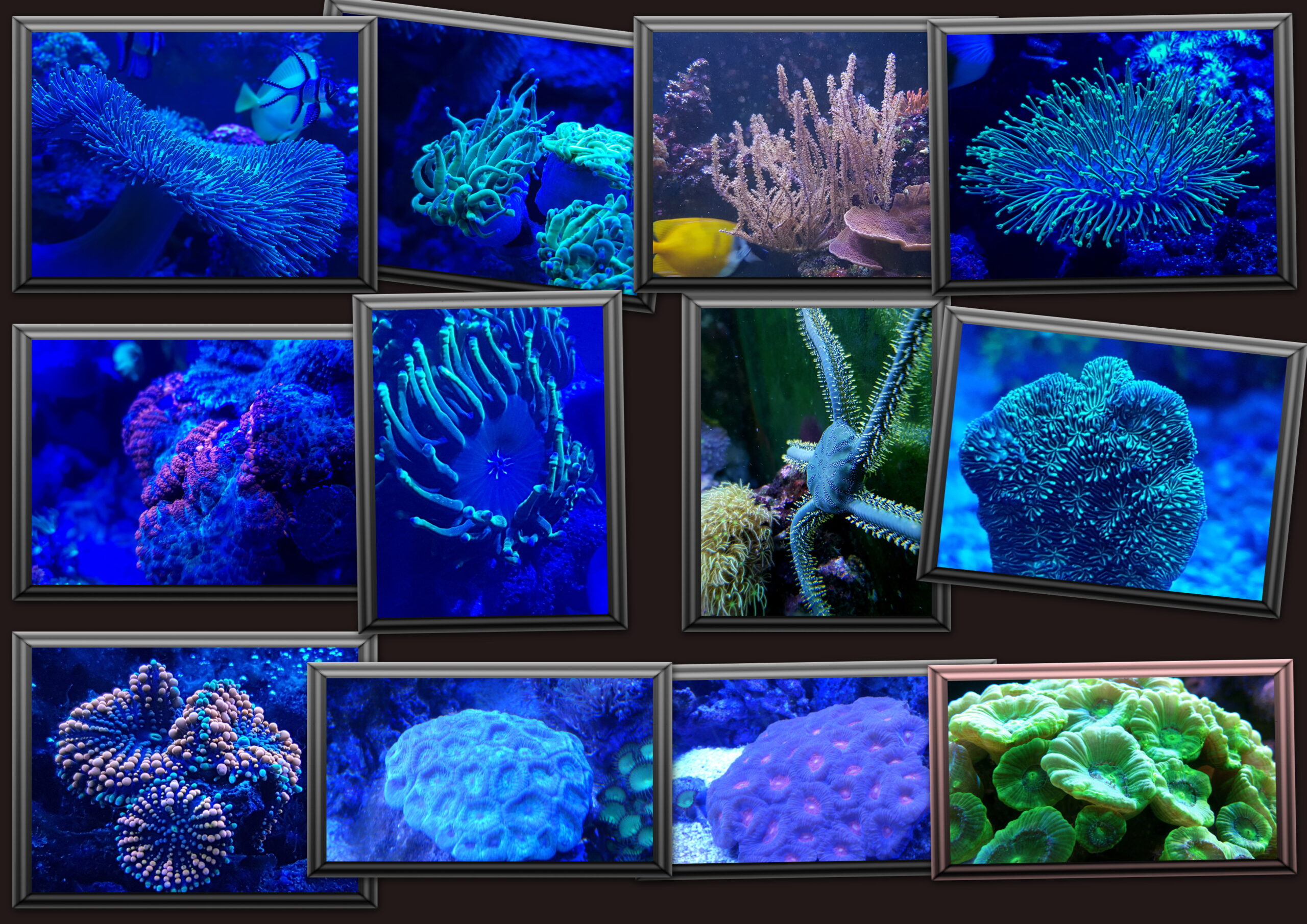 země mořské akvaristiky