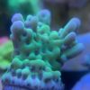 Korallenpaket mit Weich- und Steinkorallen