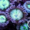 Zoanthus Lord of the Ring (1 Polyp)
