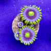 Gelbe Krustenanemone ---- Terrazoanthus sp. (auch Parazoanthus sp.) – (WYSIWYG)