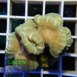 Caulastrea furcata `grün