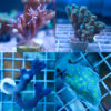 Korallenpaket - Starterpaket Steinkorallen