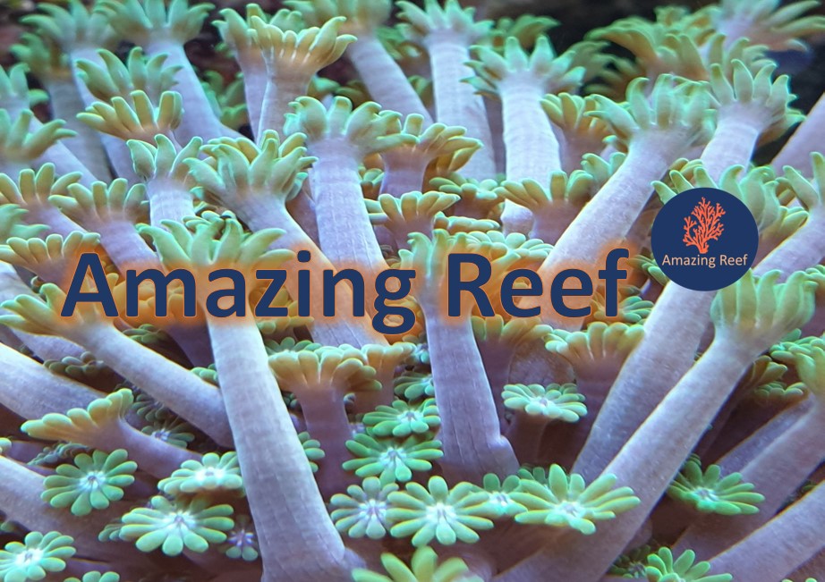 Amazing Reef
