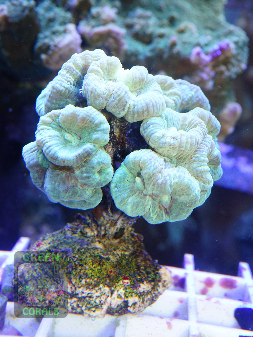 Acantofilia/copa coral M