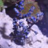 Antillogorgia bipinnata (Blaue Meerfeder) Größe S