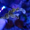 Caulerpa racemosa höhere Alge
